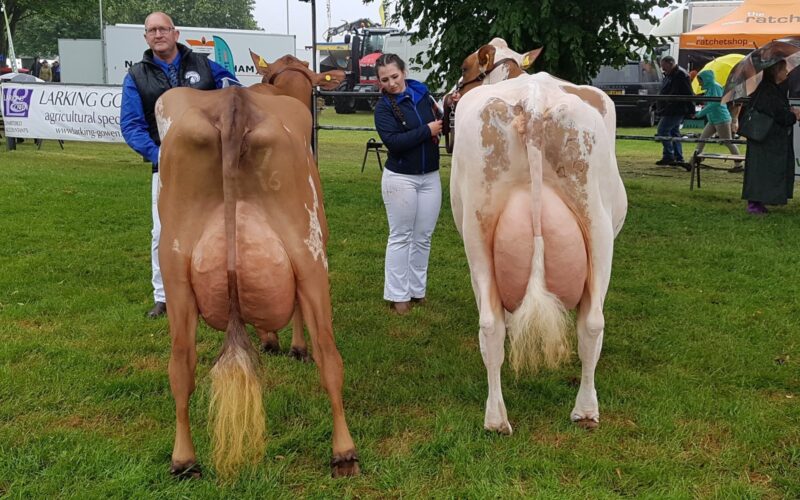 Right - Sandyford Mayflower 14 Breed Champion - Left Sandyford Burdette Penelope Reserve Champion
