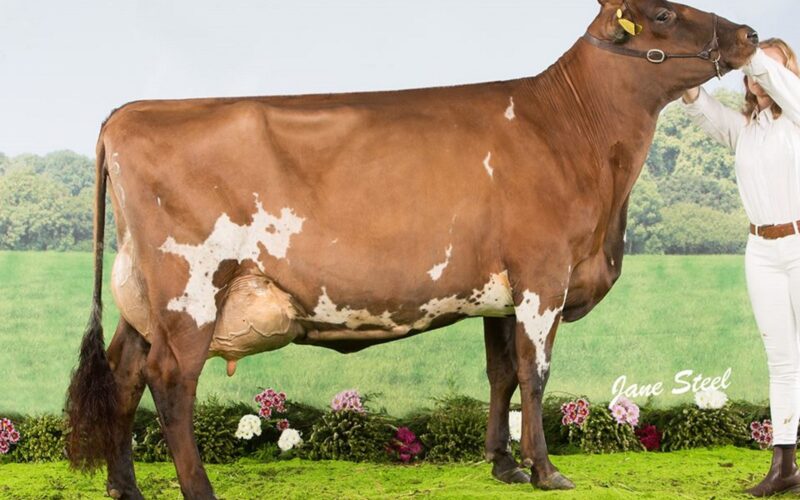 Oakfield Gigi 7 EX95