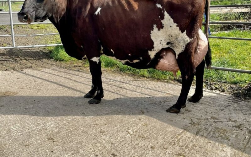 Supreme Champion Oakfield Gigi 7 EX95 4E