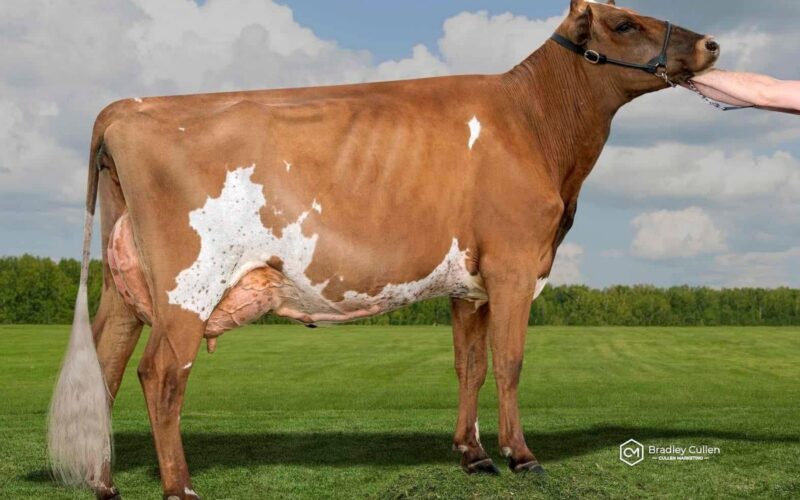 Omega Gen Hawaiian Froyo - Sired by Pam Ayrs Hawaiian