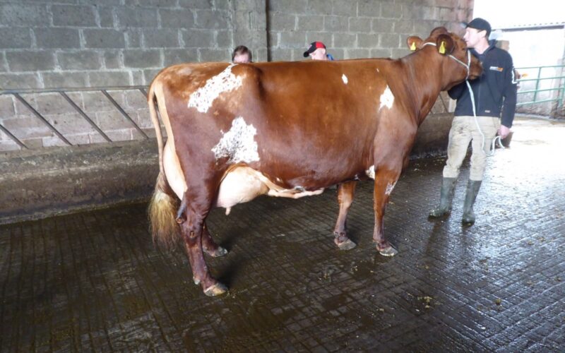 Gargus Jemima 3 EX97 6E