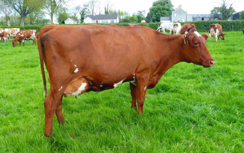 Cochranes Revolution Present 2 by Des Coteaux Revolution owned by John Suffern. A Breed heritage cow with a Genomic PLI of 355.