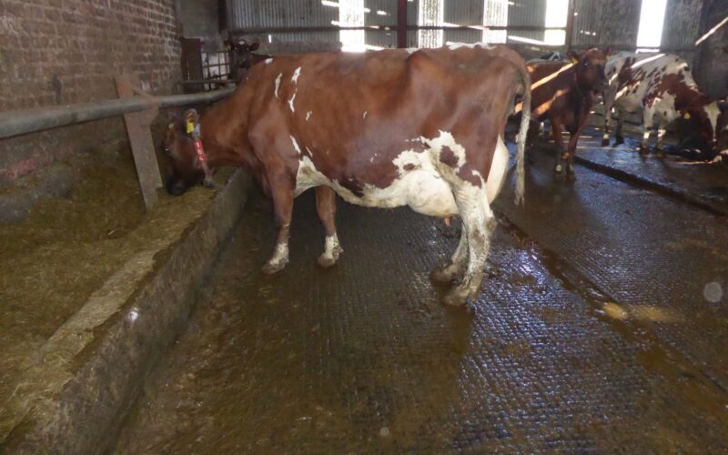 Trewmount Snowgirl 11 EX93 by Ravenhill Top Man owned by Alfie & Richard Emerson
