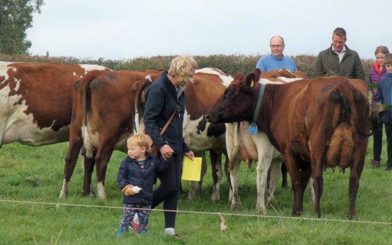 Outstanding group of heifers