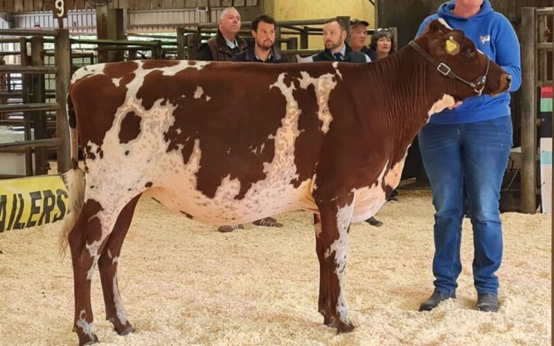 Champion - Paith Hawaiian Eclipse, sired by Pam Ayrs Hawaiian.