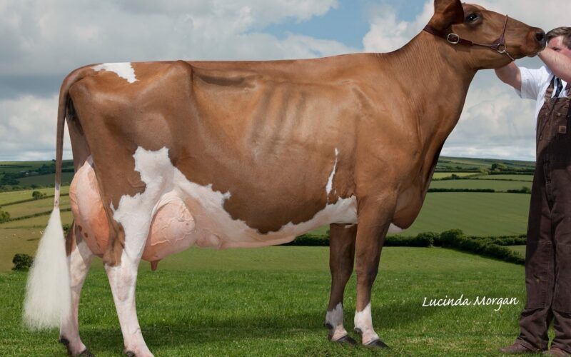 Dam of Willhome Perfek Rosie choice of Lot 8