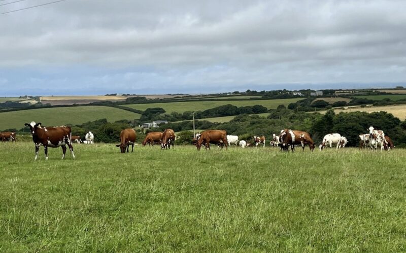 Perranround Ayrshires