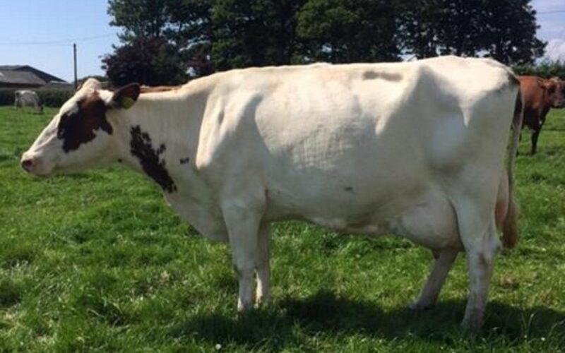 Plaskett Norma 22 EX93 sired by Hunnington Admiral