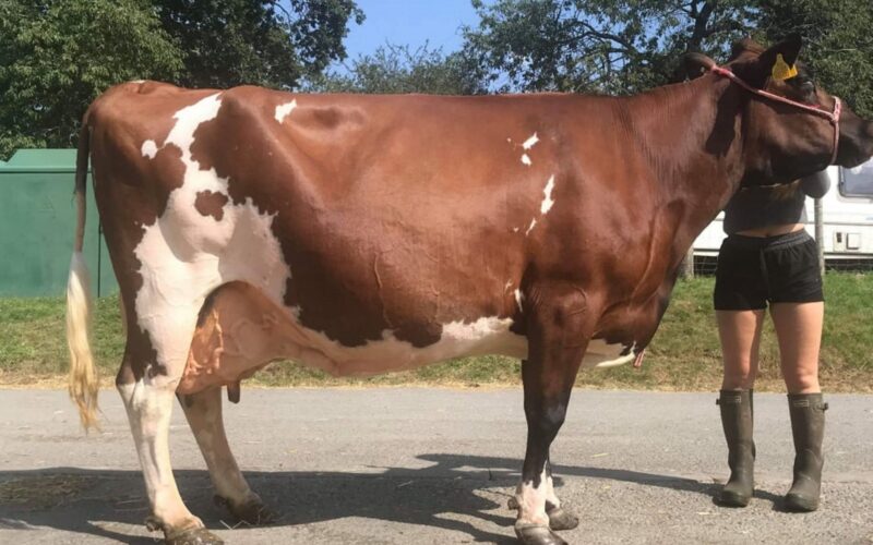 Haresfoot Napier Punch - Dam of Gwynnog Primetime the Number 1 Type bull in the country