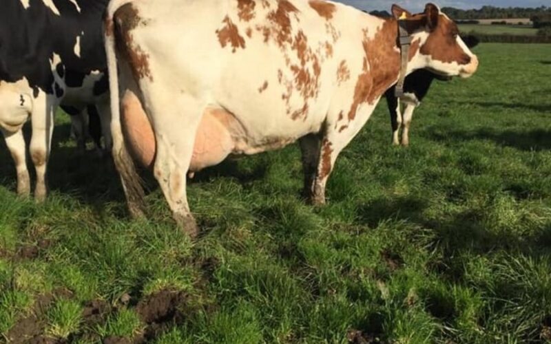 The dam of Moathouse Monopoly - Pylon Minty 12 EX95 (7E)