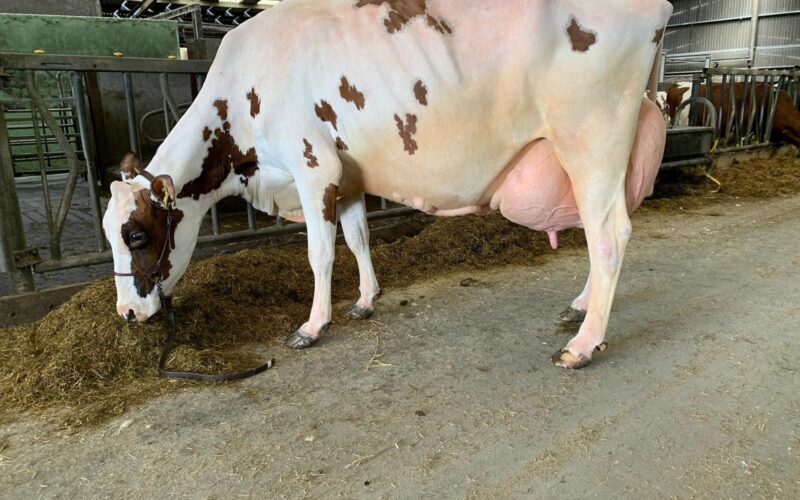 Cuthill Towers Crown Ray EX96 - sired by Ardmore Crown Napier
