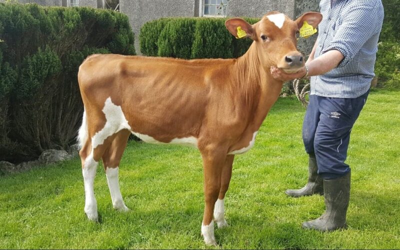 Rhos Pamelas Hunny - The 2018 Conference top price of 10,800 !!