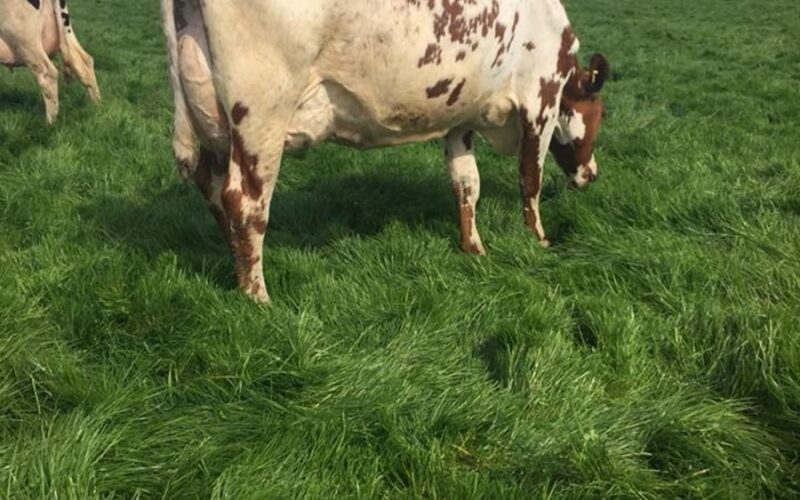A daughter of Ardmore Crown Napier in the Rhos Herd