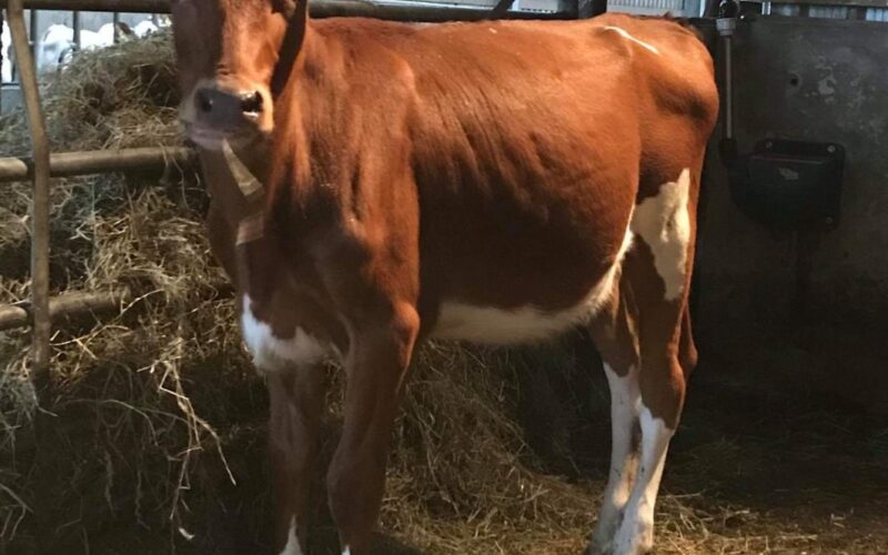 Top price at the 2018 Conference sale - Rhos Pamelas Honey sold for £10,800