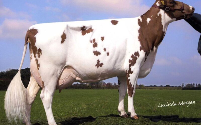 Grand dam of Magic - Rosehill Black Magenta