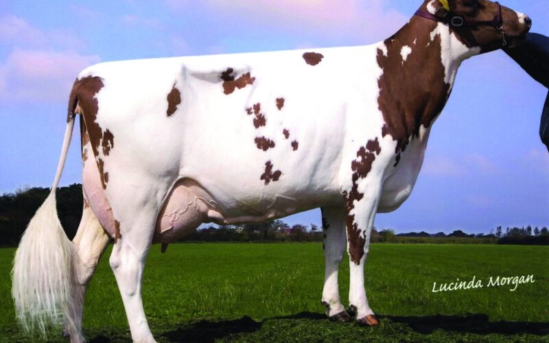 Dam of Rosehill Manderville