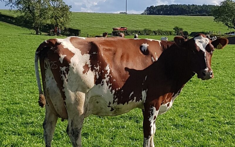 A Rosehille Manderville daughter in the Carnell herd