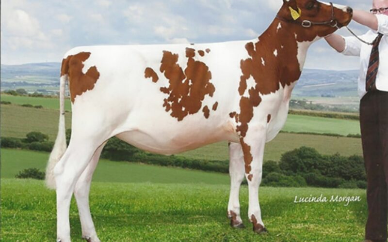 Rosehill Regal Magenta