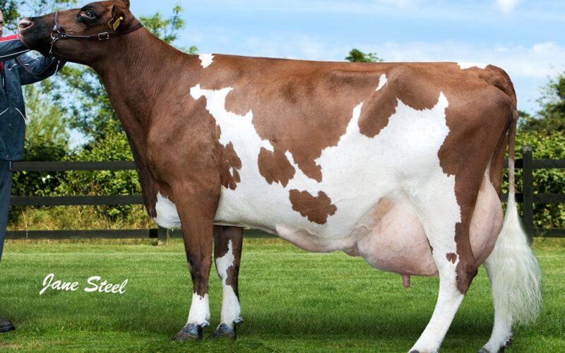 Ravenhill Tulip 26 EX 94 8E