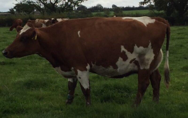 A Modern Reality daughter in the Sanderson Herd in Cumbria