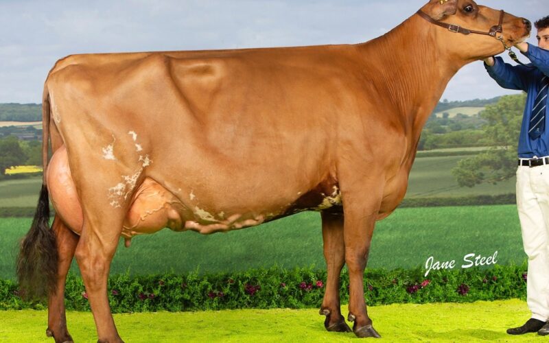 Champion Sandyford Dark Hester