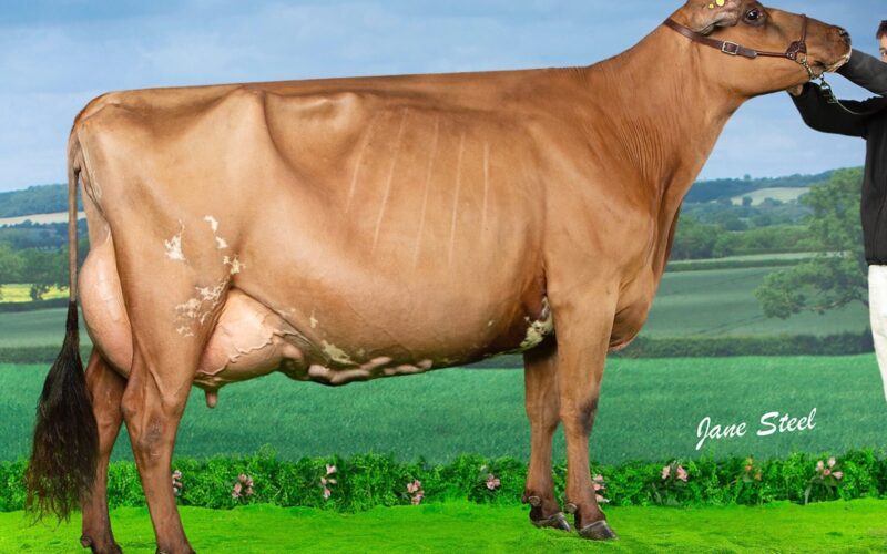 Champion, G5 Sandyford Dark Hester