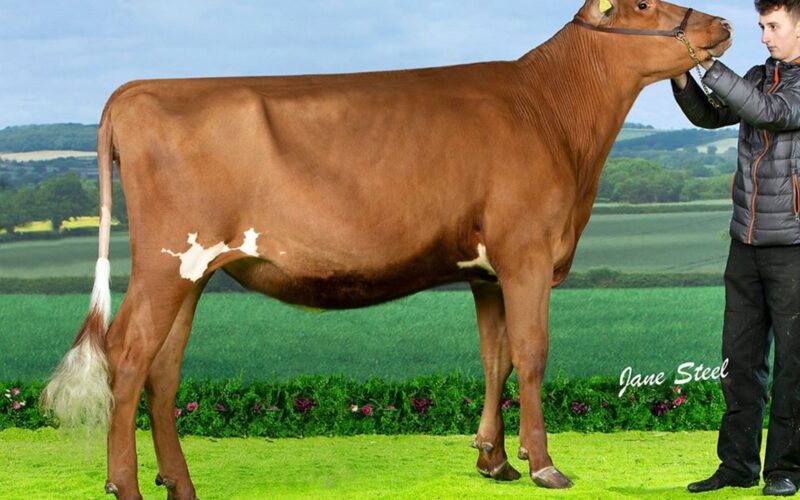 Sandyford Famed Clover - Sired by Hunnington Famous