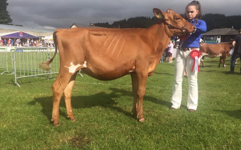 Sandyford Famed Clover - Sired by Hunnington Famous
