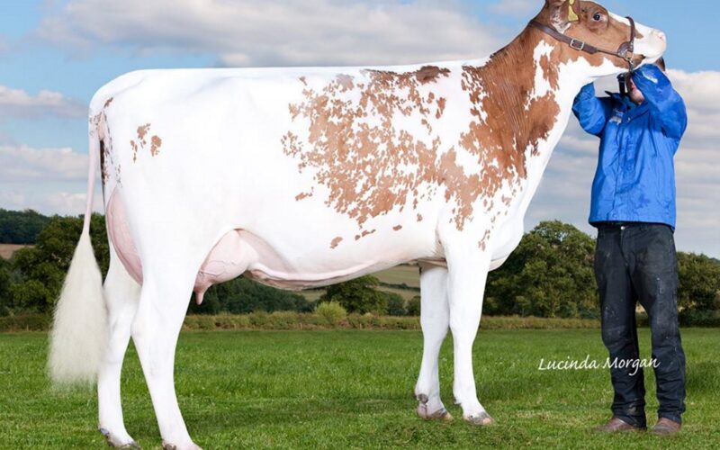 Daughter of Brocklehill Kestral - Sandyford Kestral Marsela