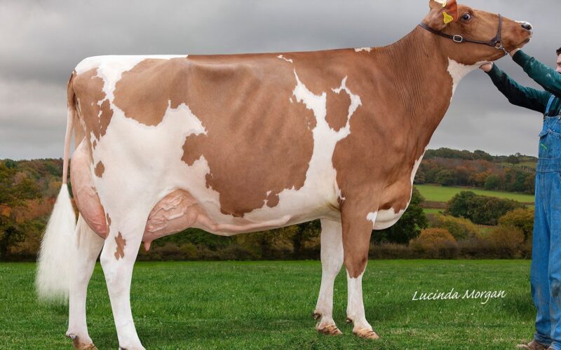 Champion Sandyford Supreme Fable 2