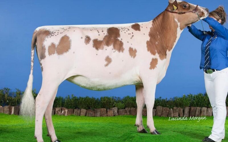 Sandyford Supreme Sea Lily - Sired by Sandyford Supreme