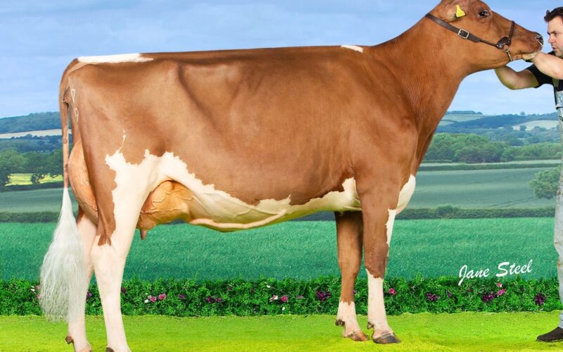 Champion Sandyford Triclo Diamond