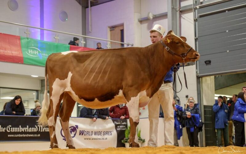 Sandyford Triclo Fable - Sired by Sandyford Triclo