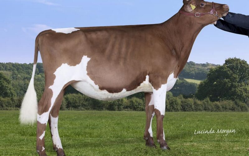 Sandyford Triclo Fable - Sired by Sandyford Triclo