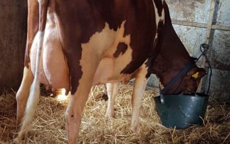 Pictured is one of his many outstanding daughters. This one is Sandyford Vitality Clover who is in the Gwynnog herd.