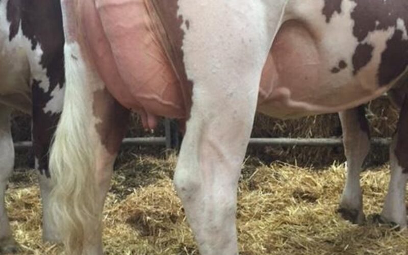 Vitality Daughter in the Lessnessock herd