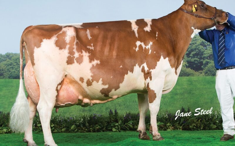 Sandyford Clover 10 EX 97 6E - The dam of one of the embryo lots