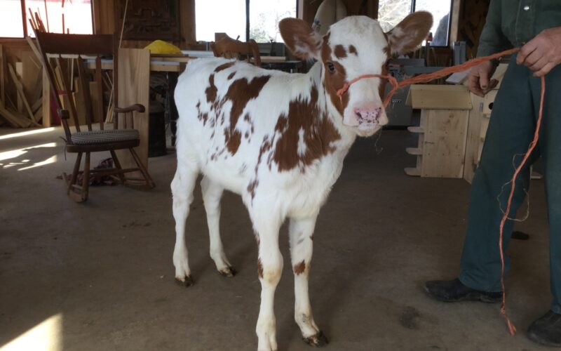 Shady Walnut Mariska - Sired by Hunnington Famous