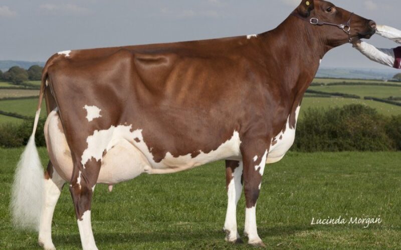 Dam of Rhos Pamelas Honey, just one