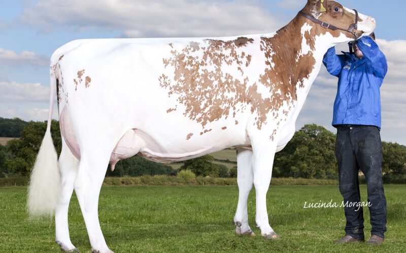 Daughter of Brocklehill Kestral - Sandyford Kestral Marsela VG 85