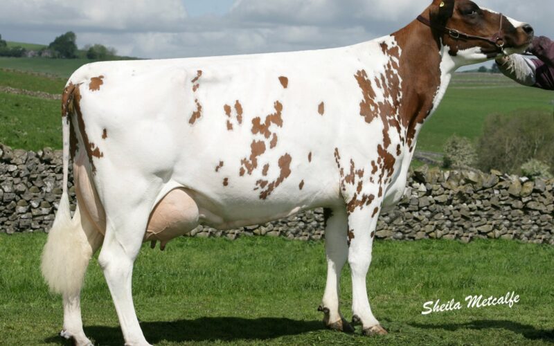 Heydale Winsome 109 who is the dam of Heydale White Willow