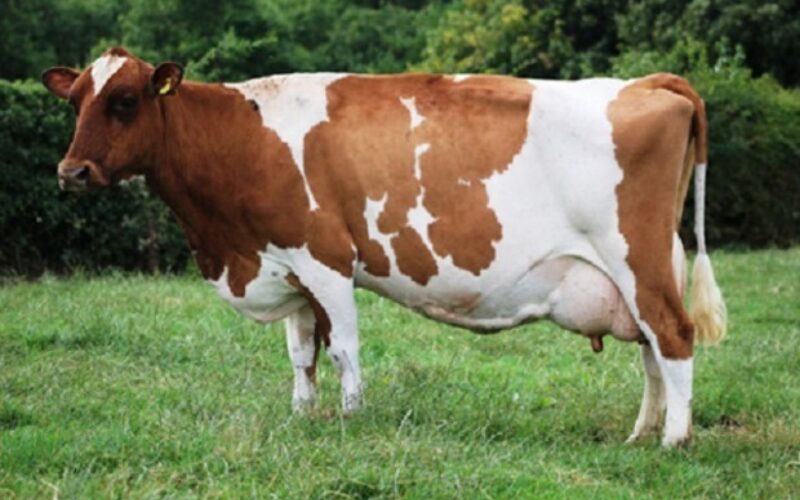 Stamford Charm 62 EX 92