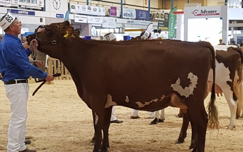 Breed Champion - Butterbesley Ultra-Violet Violet