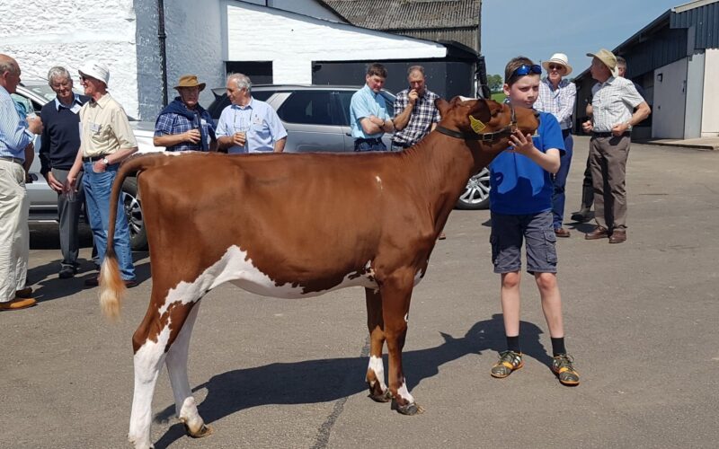 Top Price at £3800 Swaites Dilly 12 from J Adamson
