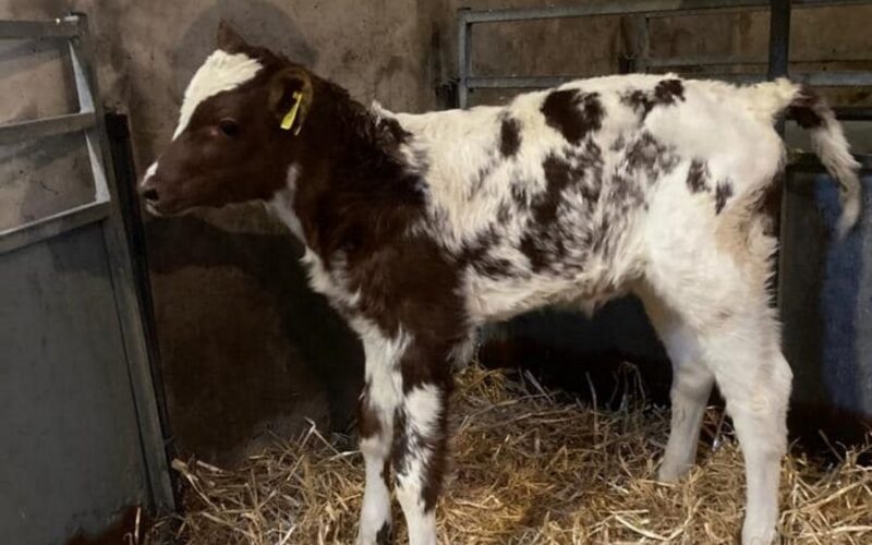 A Royal Flush Sea King calf at Swaites Ayrshire's