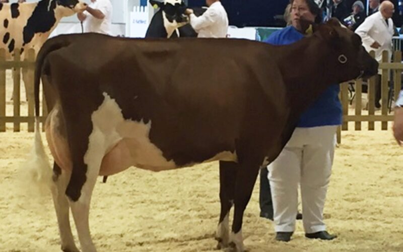 Gadles Napier Sade VG 86