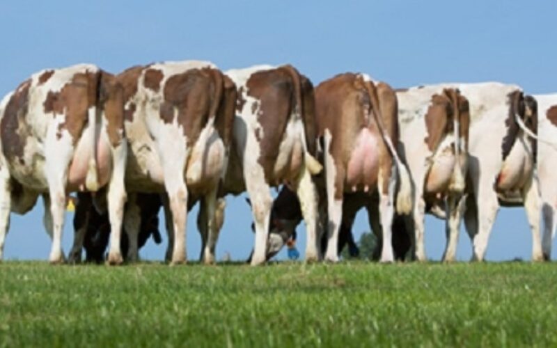 The first batch of heifers to calve by Halmyre Urr Lieutenant EX 92