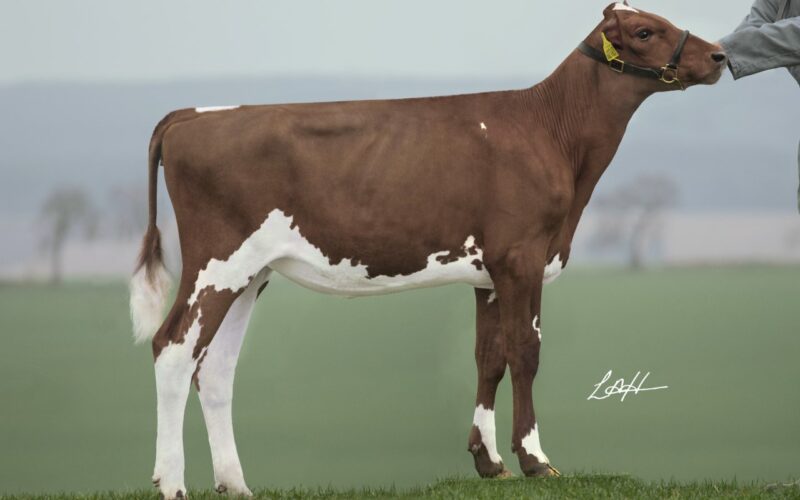 Swaites Dilly 12 Sells