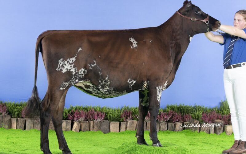 Bigginvale Alison 19 - sired by Alkmonton Stardust