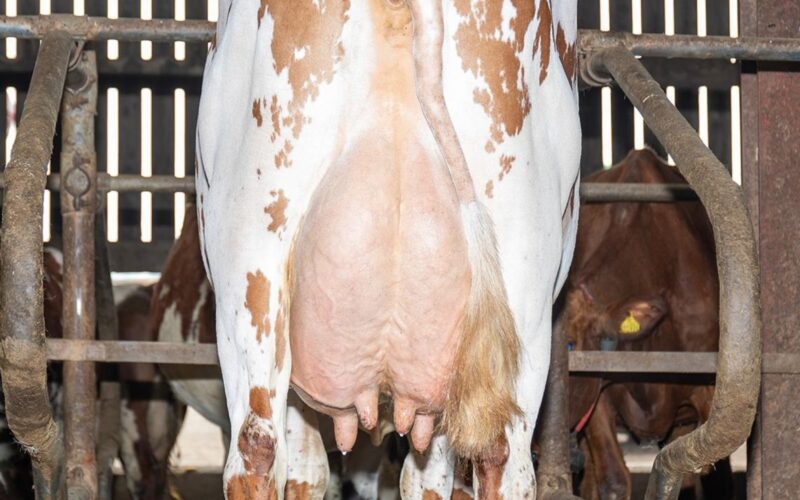 Tontine Astorwell daughter